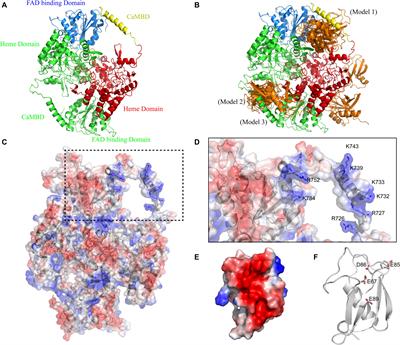 The Molecular Simulation Study of nNOS Activation Induced by the Interaction Between Its Calmodulin-Binding Domain and SUMO1